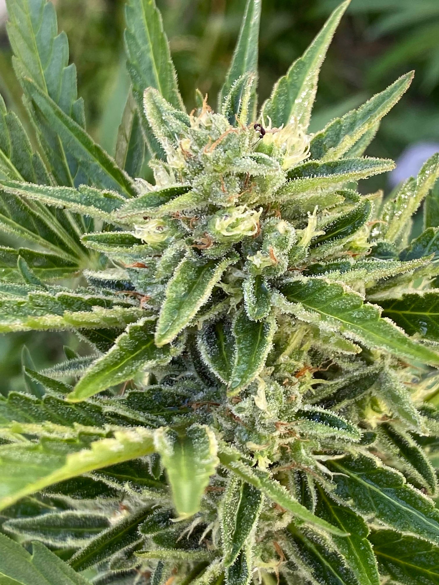 Taz Genetics - Tassie Devil S1 Auto Fem
