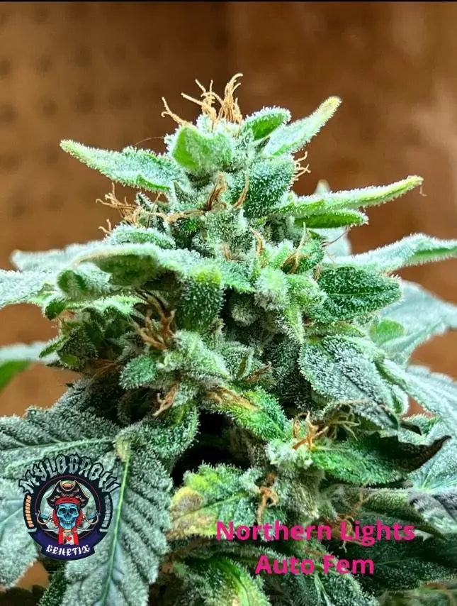 MyloGrow – Northern Lights - Auto