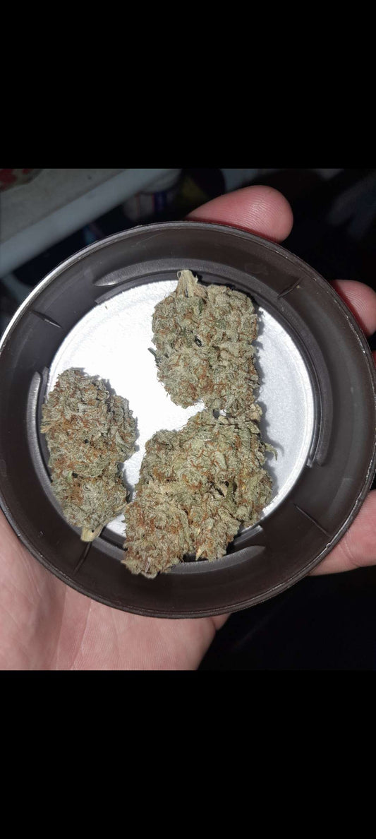 Taz Genetics - Tassie Devil S1 Auto Fem