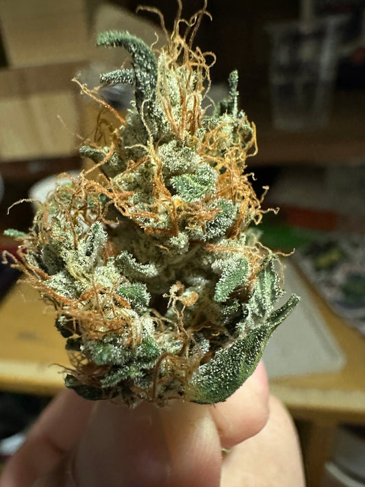 Taz Genetics - Evil Cut S1