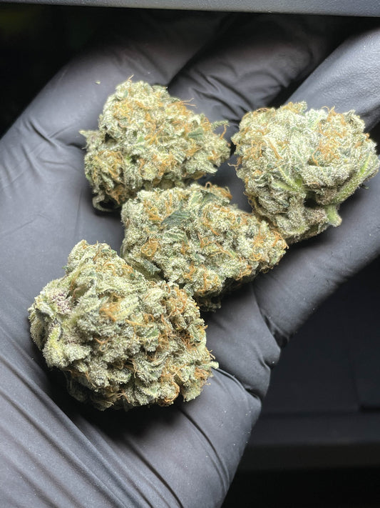 Taz Genetics - Green Ripple R1