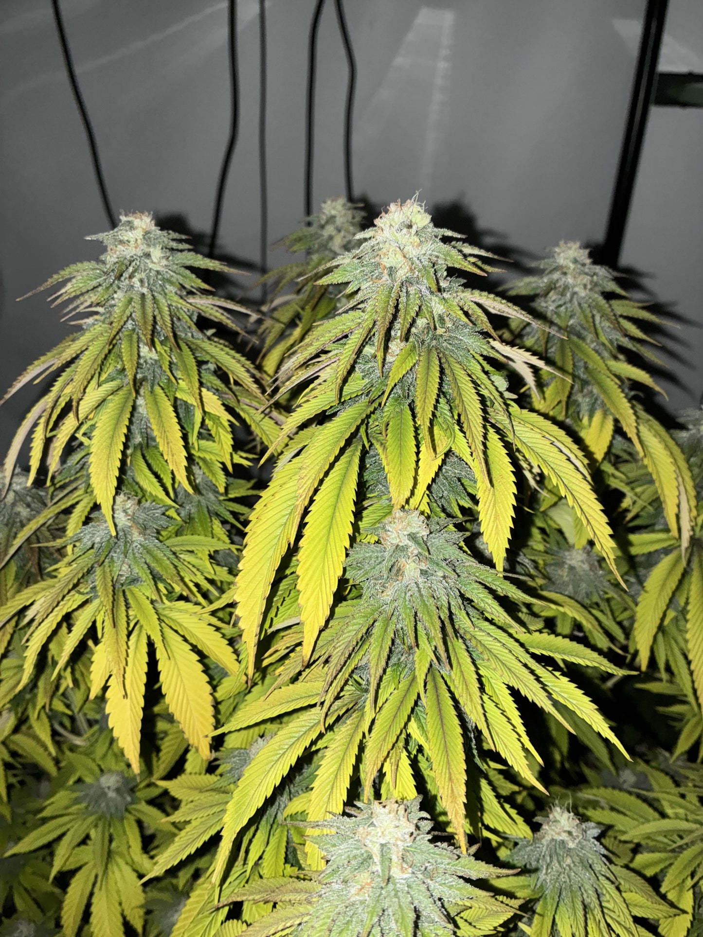 Taz Genetics - Green Ripple R1