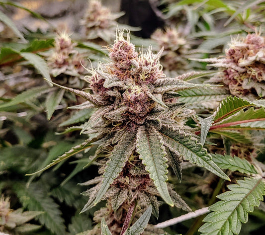 Trichome Orchards - Bahama Mama Selections