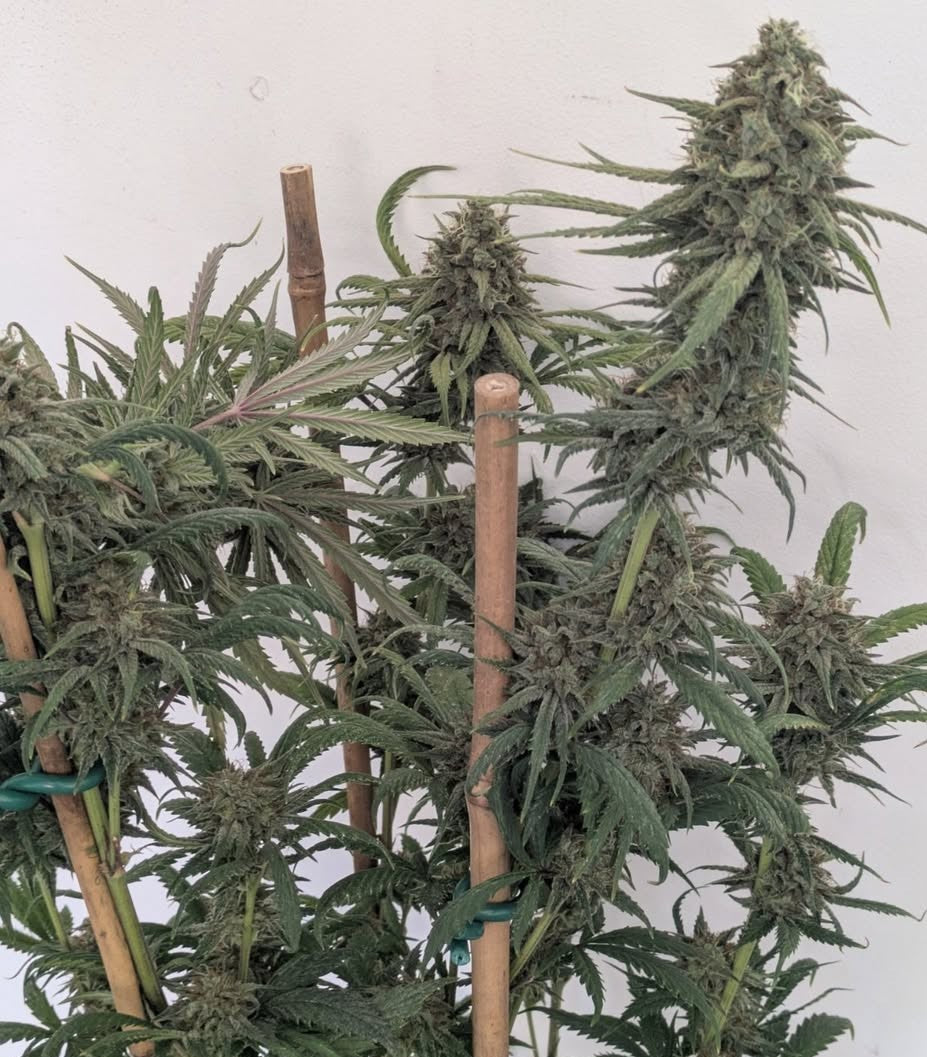 Eastys Treats - Chemskunk Berry