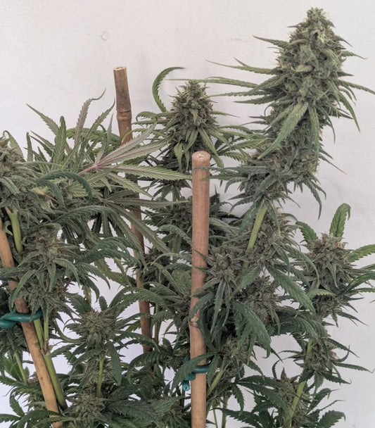 Eastys Treats - Chemskunk Berry