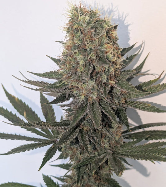 Eastys Treats - Super Blueberry