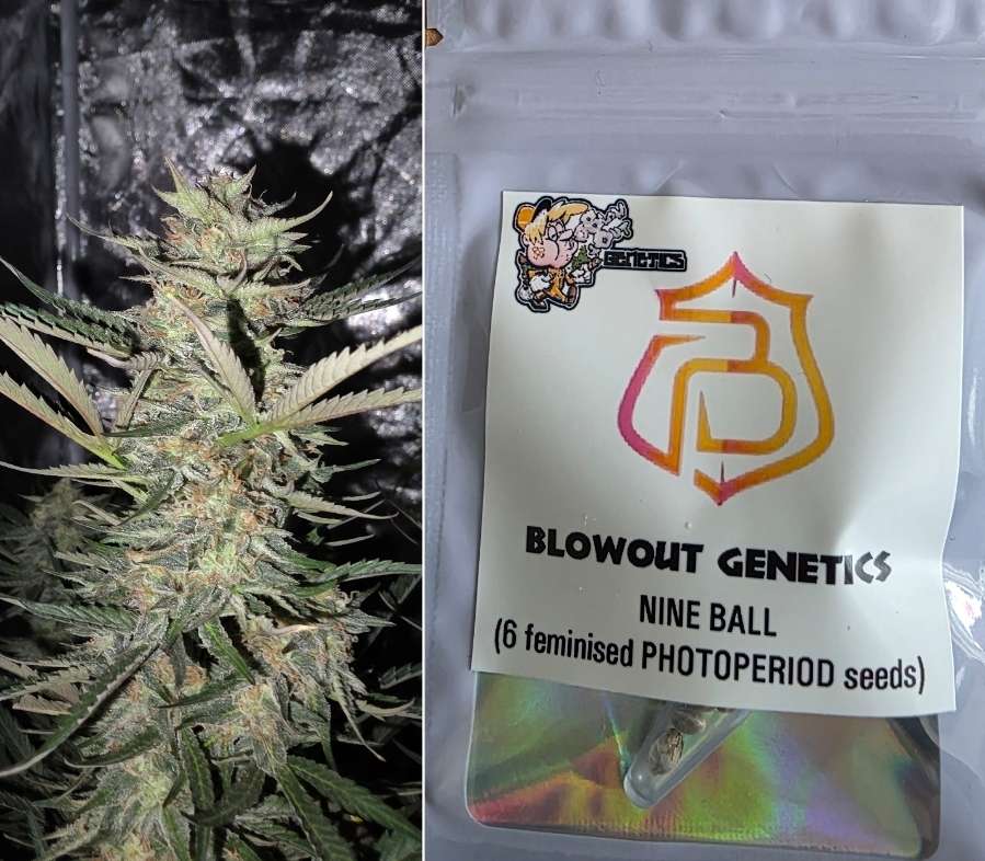 BlowOut Genetics - Nine Ball