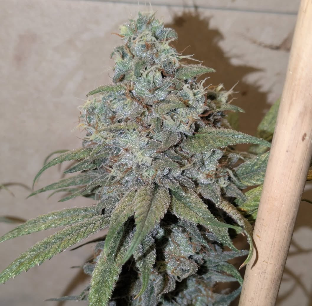 Eastys Treats - Chemskunk Berry