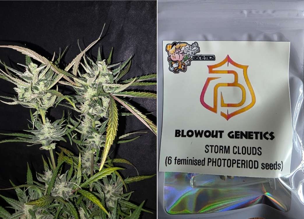 BlowOut Genetics - Storm Clouds