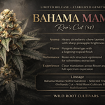 WRC - Bahama Mama (Roo's Cut)