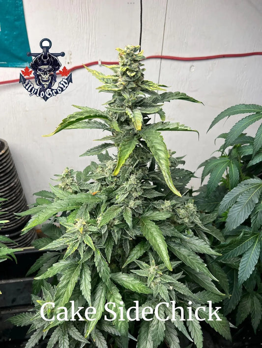 MyloGrow – Cake SideChick Auto Fem