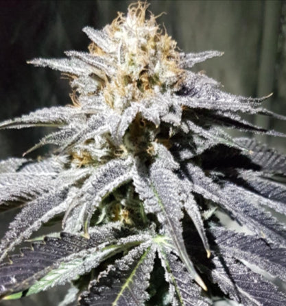 MYLOs - Choc Thai - Auto