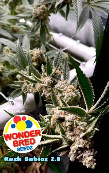 Wonder Bred Seedz - Kush Babies 2.0