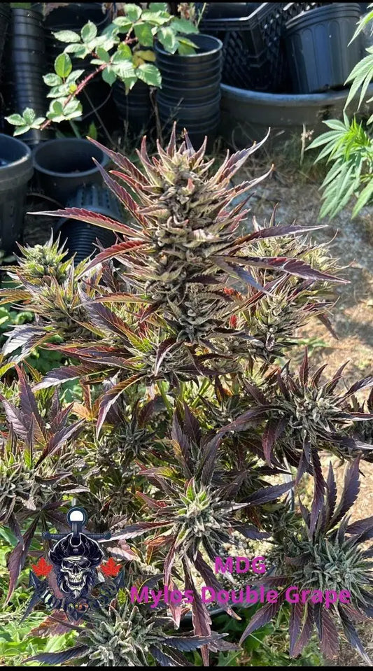 MYLOs Double Grape