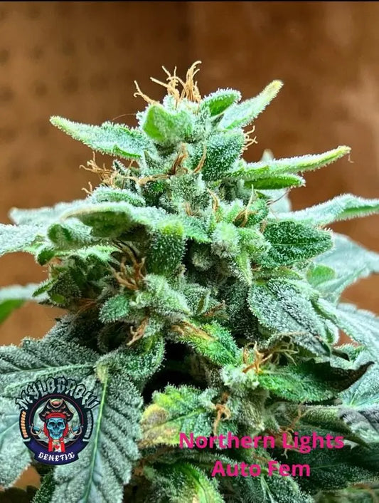 MyloGrow – Northern Lights - Auto