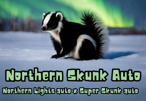 MyloGrow – Northern Skunk - Auto