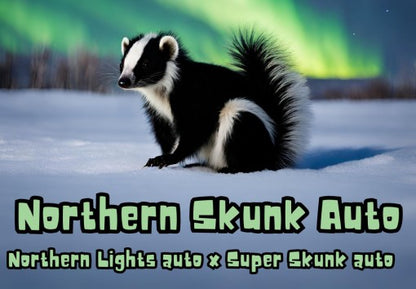 MyloGrow – Northern Skunk - Auto