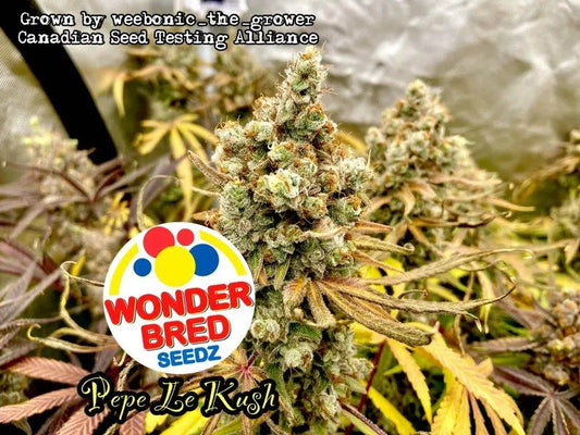 Wonder Bred Seedz - Alien Babies