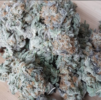 MyloGrow – Tuna K - Auto Fem