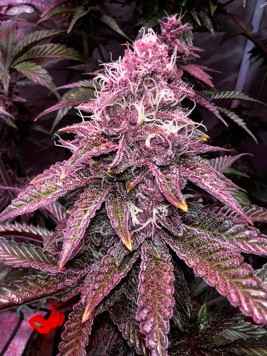 Trichome Orchards - Bahama Mama Selections