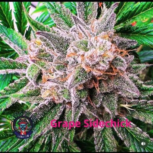 MyloGrow – Grape SideChick 2.0 Auto Fem