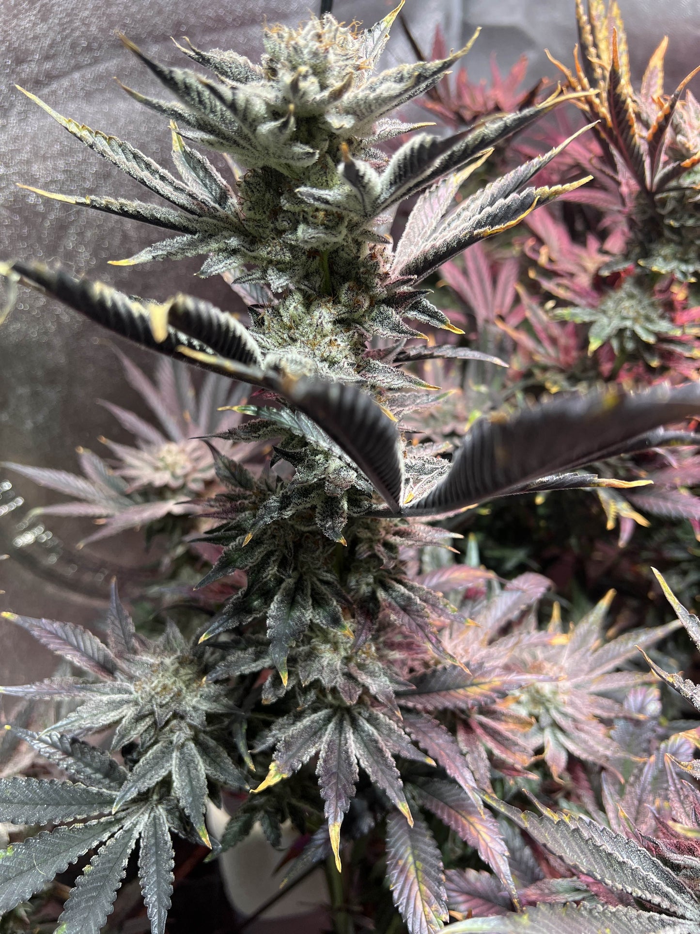 Trichome Orchards - Black Velvet Selections