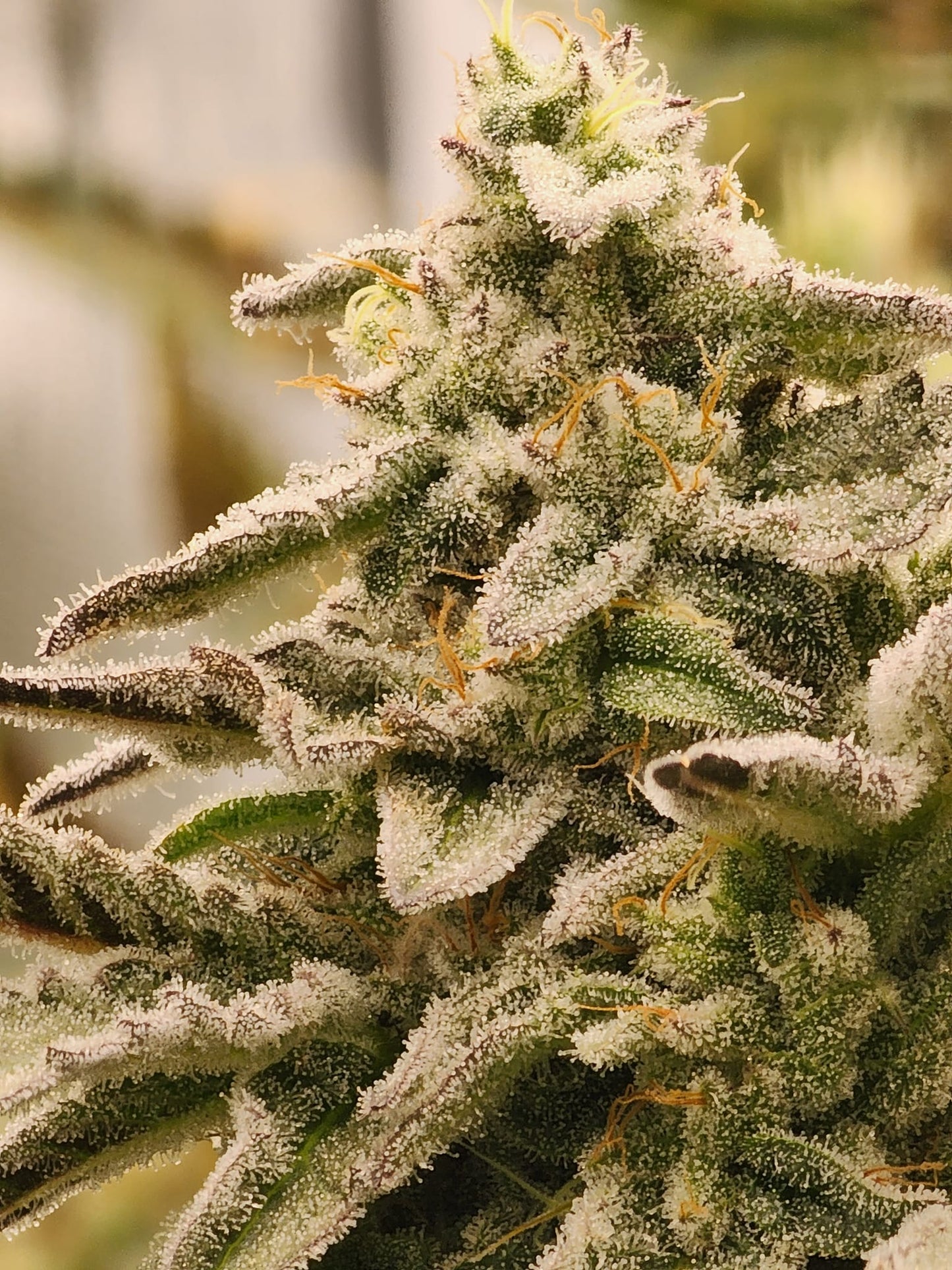 Unicorn Glue BX1 - Auto Fem