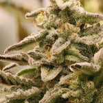 Unicorn Glue BX1 - Auto Fem