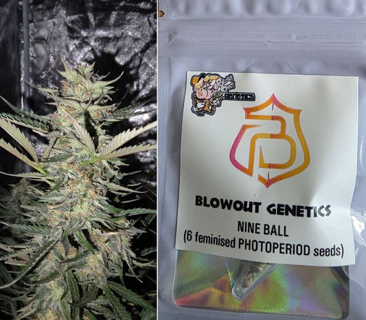 BlowOut Genetics - Nine Ball