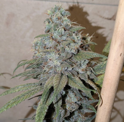 Eastys Treats - Chemskunk Berry