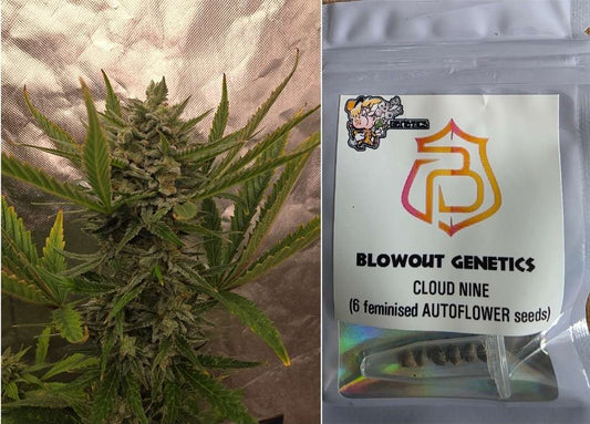 BlowOut Genetics - Cloud Nine