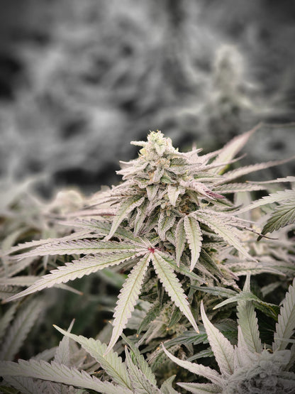 Unicorn Glue BX1 - Auto Fem