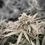 Unicorn Glue BX1 - Auto Fem
