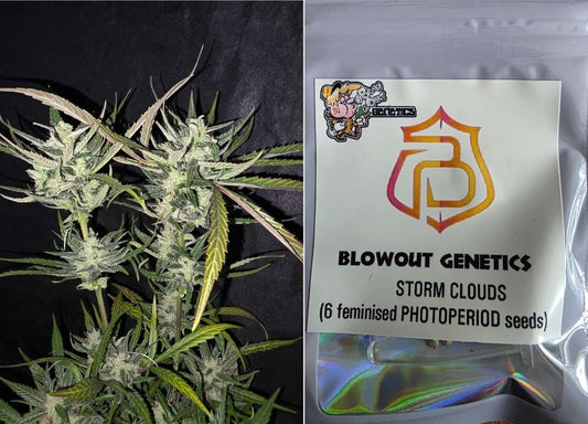 BlowOut Genetics - Storm Clouds
