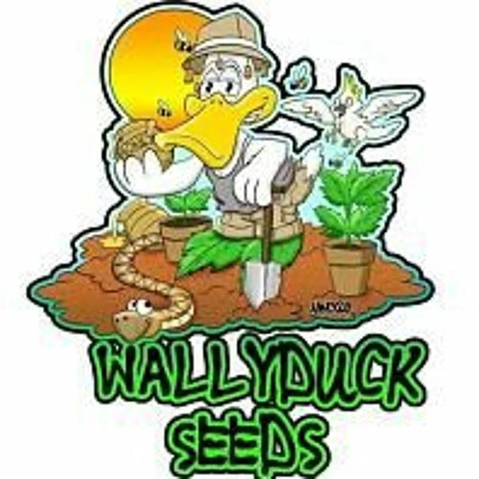 Wallyduck – Laos Mango x Z99