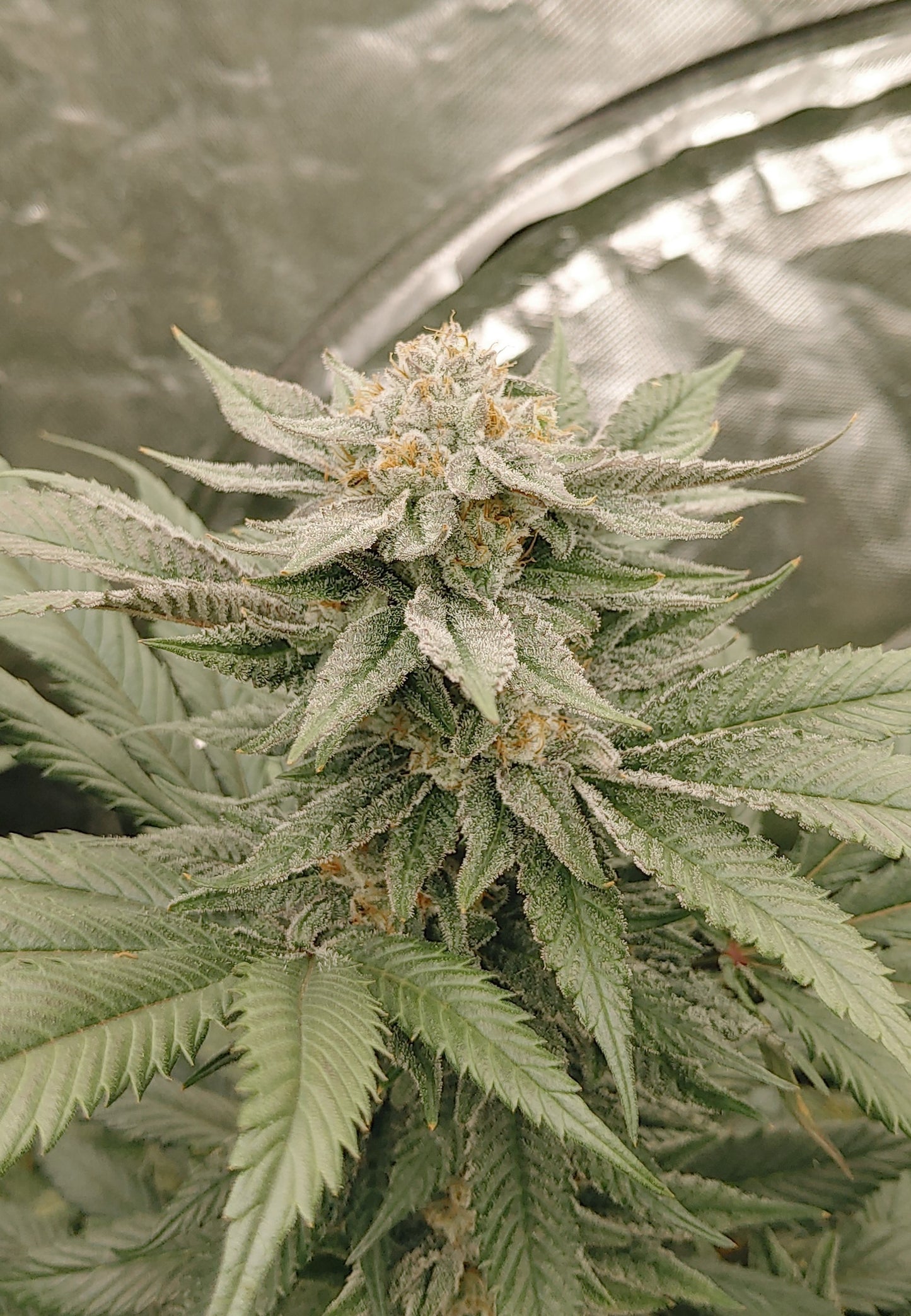 Trichome Orchards - Black Velvet Selections